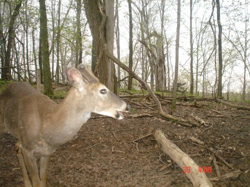 whitetail buck