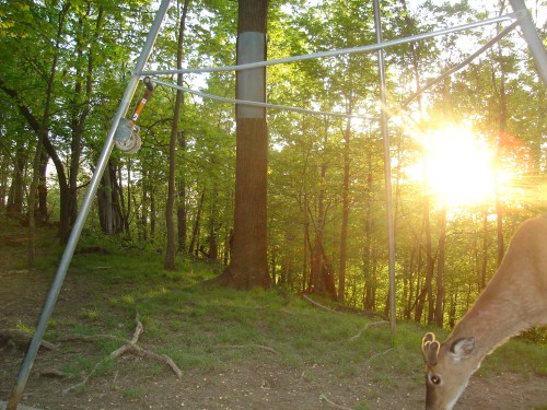 Picture of a buck