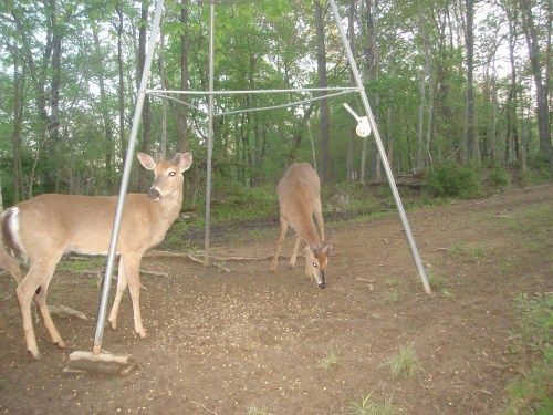 Two whitetail bucks