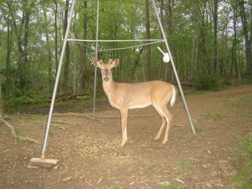 Whitetail buck picture