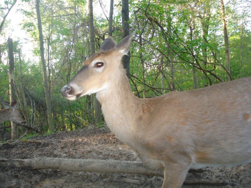 Whitetail doe