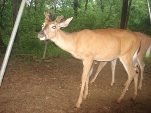 Whitetail buck picture