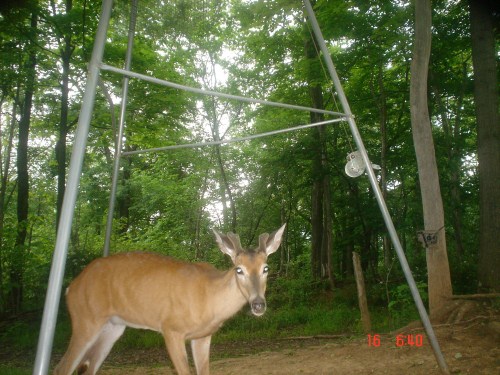 Buck at feeder