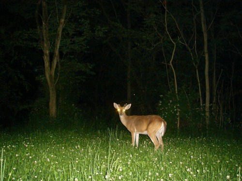 Buck at food plot