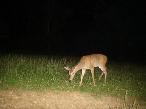 Buck at mineral lick