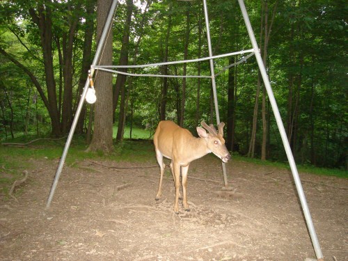 Velvet antlered buck