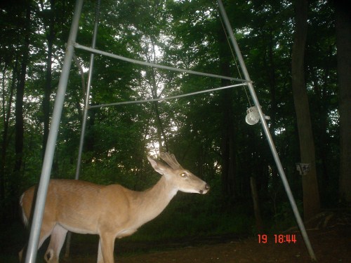 Whitetail buck picture