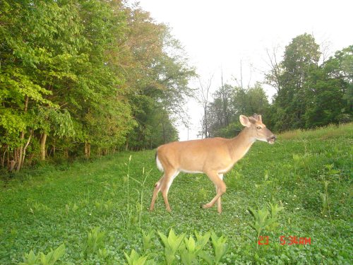 Food plot buck