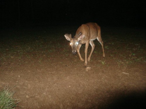 Whitetail buck