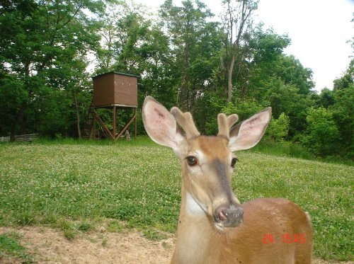 Buck close-up