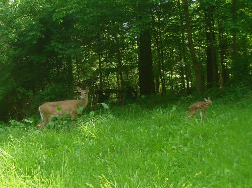 Whitetail Fawn