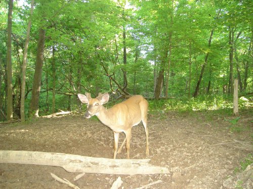 Mineral lick buck