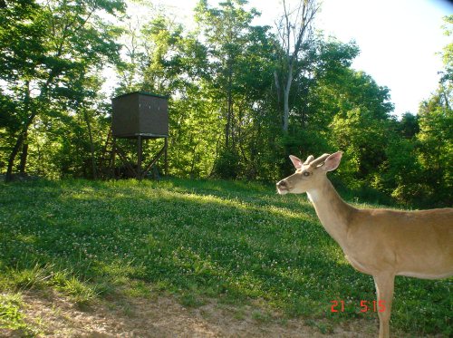 Buck in velvet