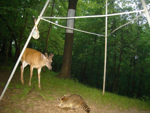 Whitetail buck and racoon