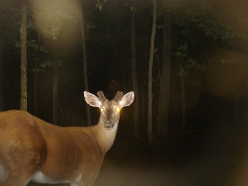 Whitetail buck