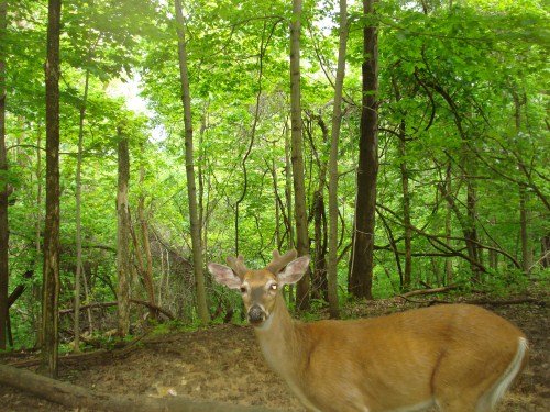 Buck with a bad eye