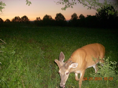 Whitetail buck