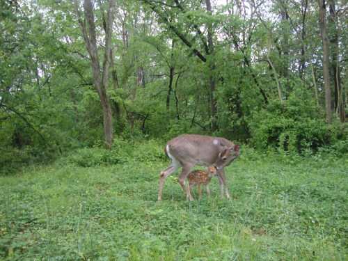 Whitetail fawn