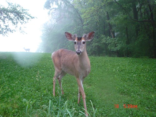 Young whitetail buck