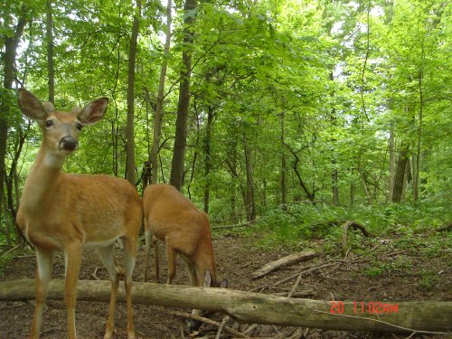 Buck at mineral lick