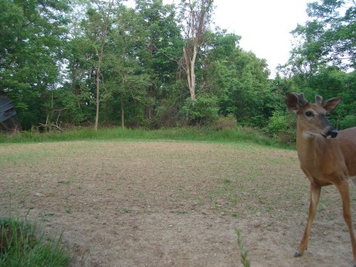 Whitetail Buck