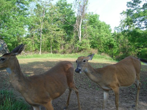 Doe with one ear