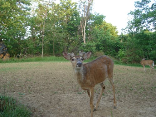 Whitetail buck