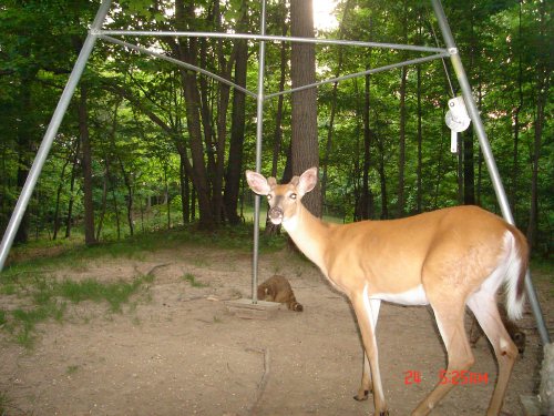 whitetail deer and raccoons