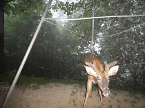 Whitetail buck picture