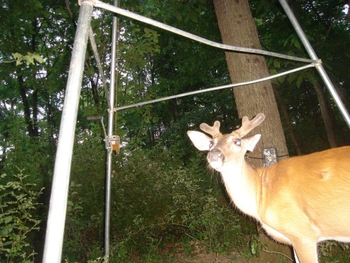 Whitetail buck at a feeder