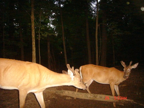 Bucks at a mineral lick