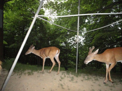 Two whitetail bucks