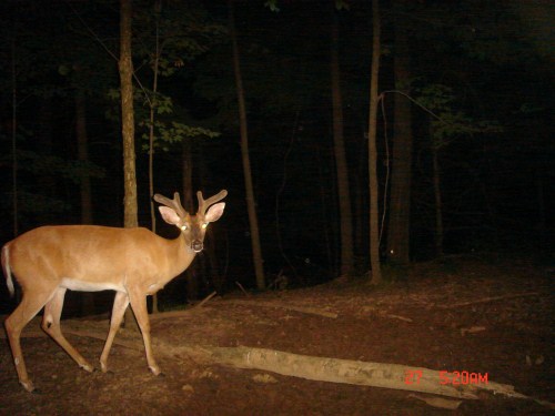 Whitetail buck picture