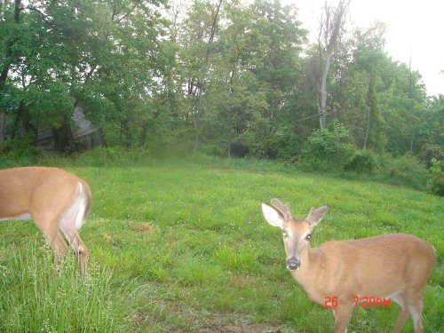 whitetail buck in velvet