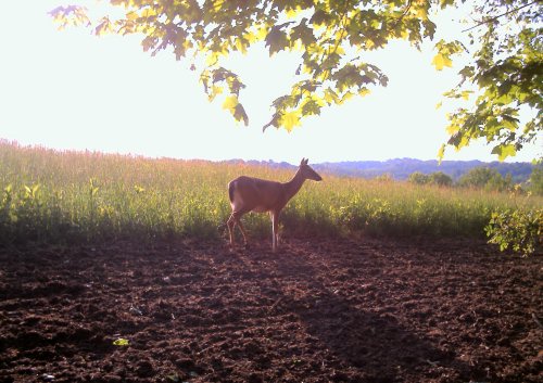 Doe in the morning