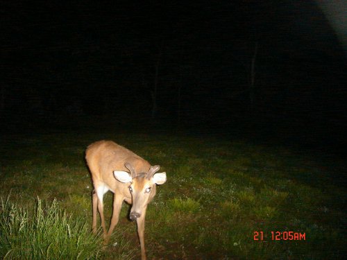 whitetail buck