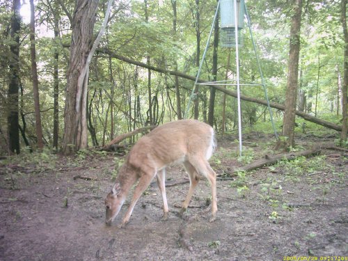 Young Whitetail Buck taking a drink.