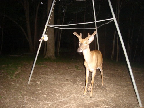 Buck at deer feeder