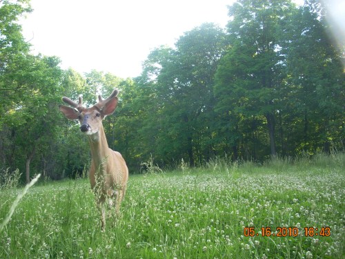 Food plot buck