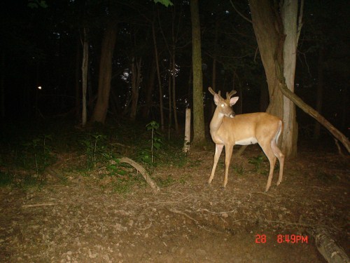 Buck at mineral lick