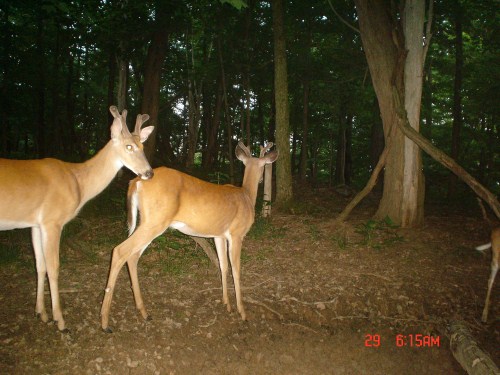 Two whitetail bucks