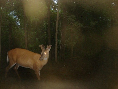 Whitetail buck