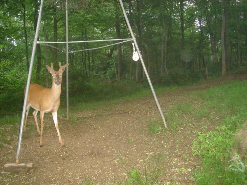 Whitetail buck at a feeder