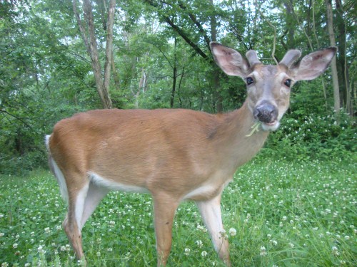 Buck in a food plot