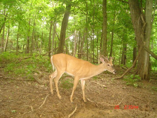 Buck at a mineral lick