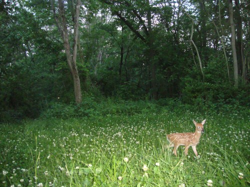 Whitetail fawn