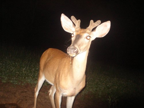 Four point velvet buck