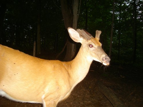 Mineral lick buck