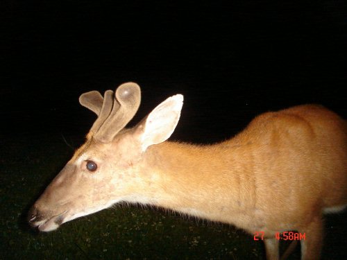 Velvet antlered buck