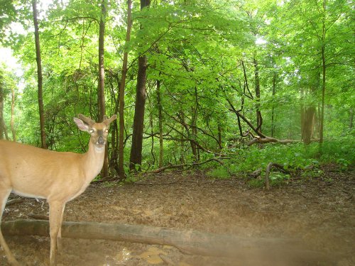 Whitetail Buck